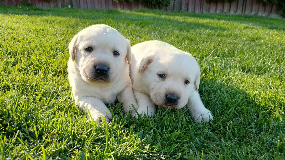 Labrador Retriever biszkoptowy szczeniak, do rezerwacji!