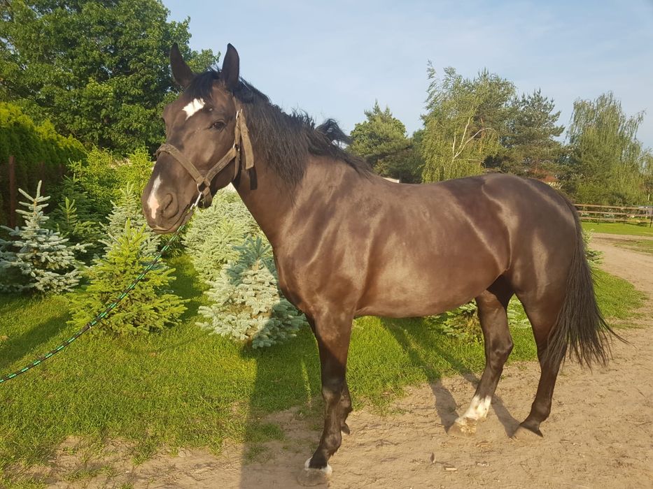 Klacze śląskie konie klacz 2 i 5 lat para