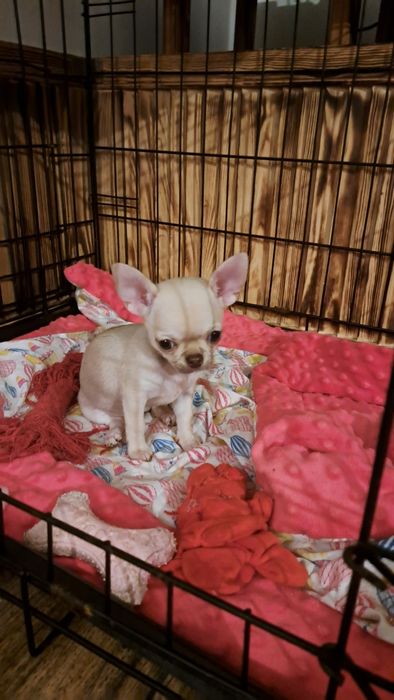 Urocza suczka Chihuahua – miniaturowa, śliczna i towarzyska