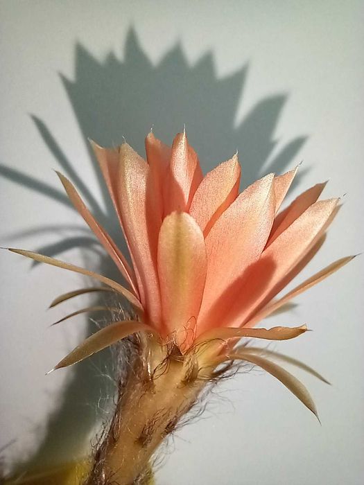 Кактус (сукулент) акантокаліціум для флораріума