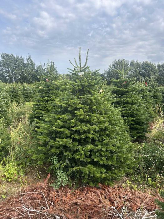 Jodła kaukaska cięta 175-200 ChoinkiPrima.pl FB