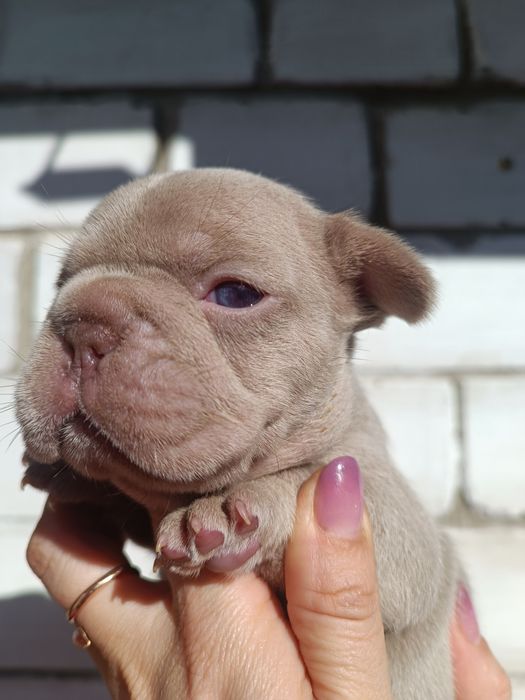 Квіточка в забарвленні Ізабелла Нью шейд