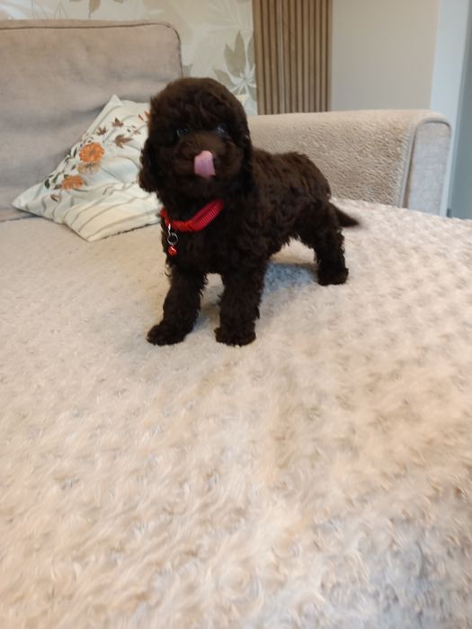 Sprzedam pudelka miniaturowego czekoladową suczkę