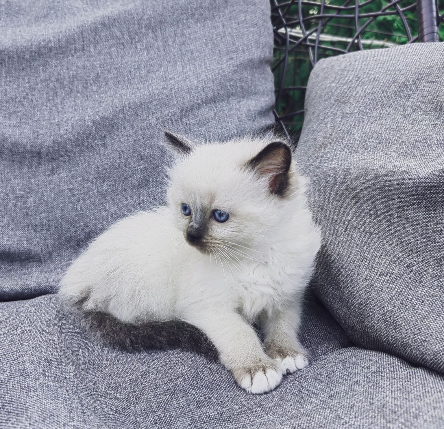 Ragdoll koteczka