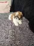 Śliczny piesek rasy Shih tzu