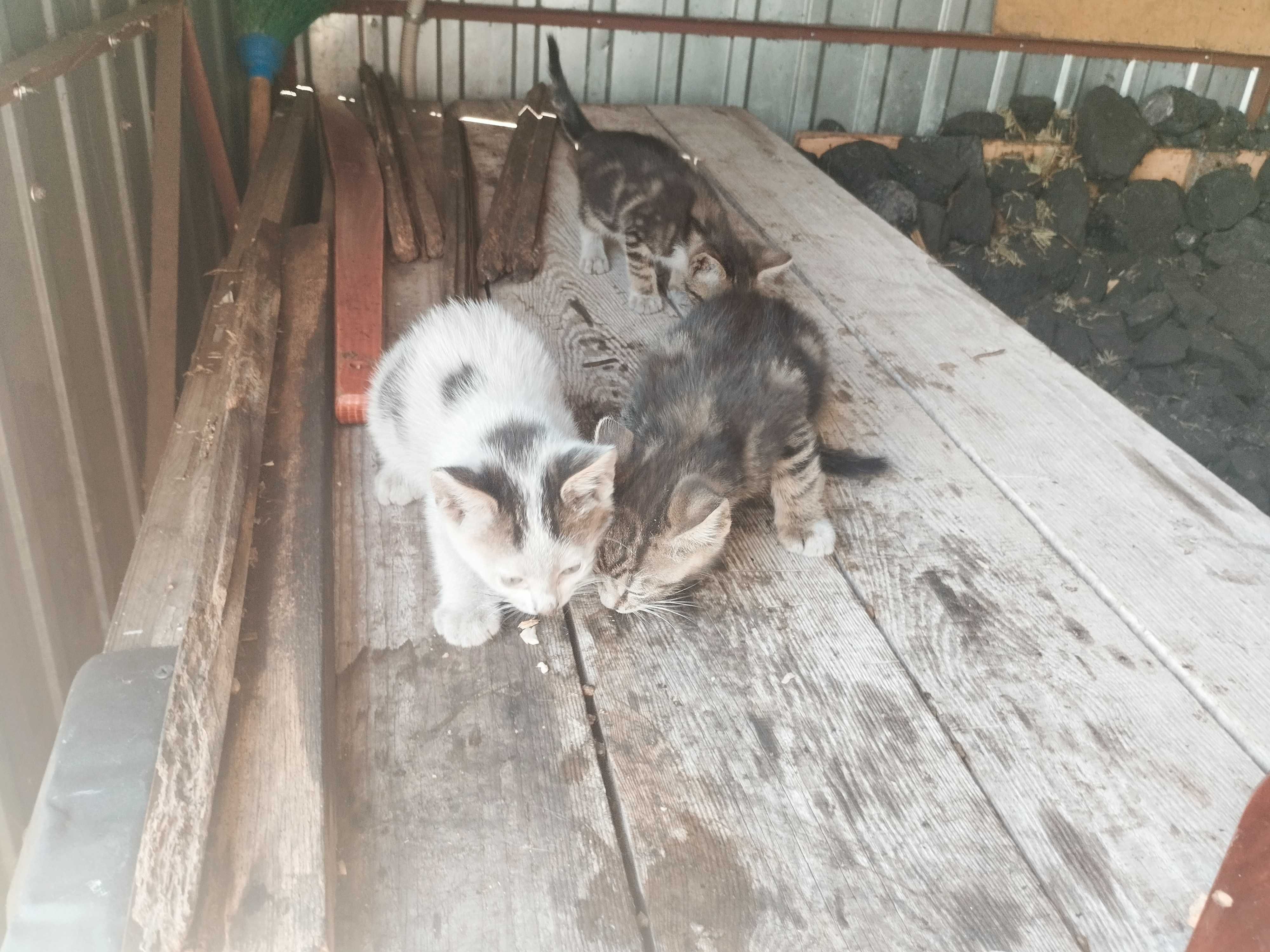 Oddam w dobre ręce 3 urocze kotki!