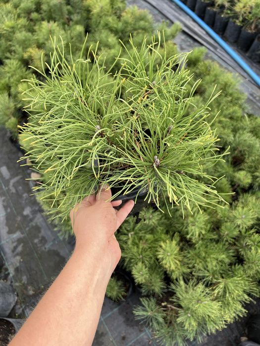 Сосна альпійська Pumilio, Кедр Корейський