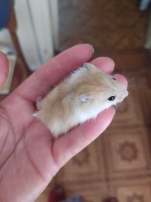 Хомяки джунгарики