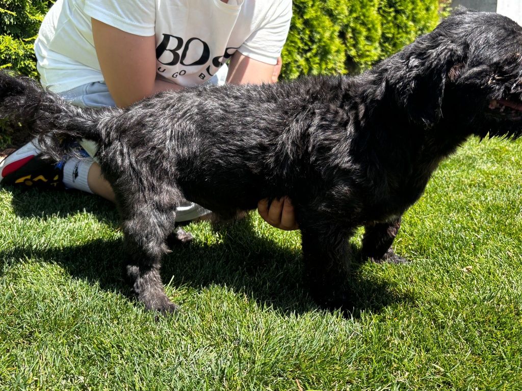 Shih tzu pies reproduktor