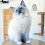Ragdoll FPL kocur hodowlany/badania genetyczne