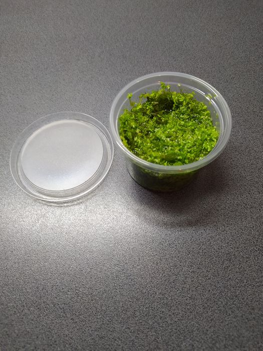 Rzęsa wodna drobna, pokarm dla żółwia