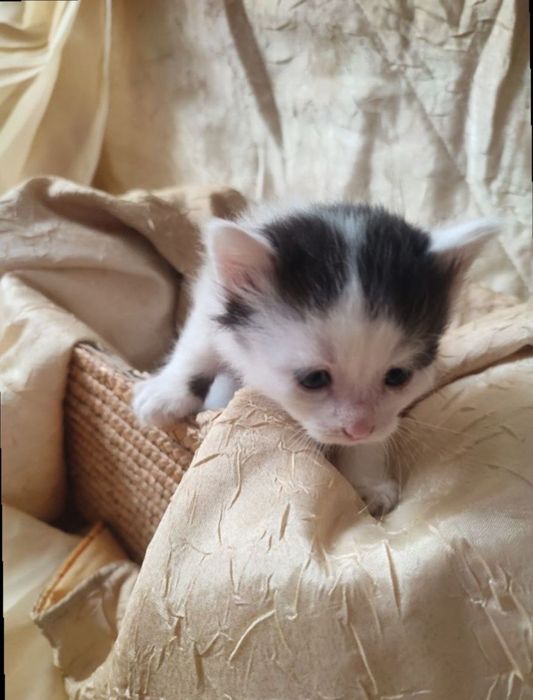 Віддам кошенят!! БЕЗКОШТОВНО!