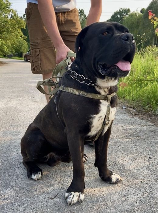 Вʼязка кобеля Кане корсо