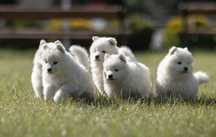 Szczenię samoyed