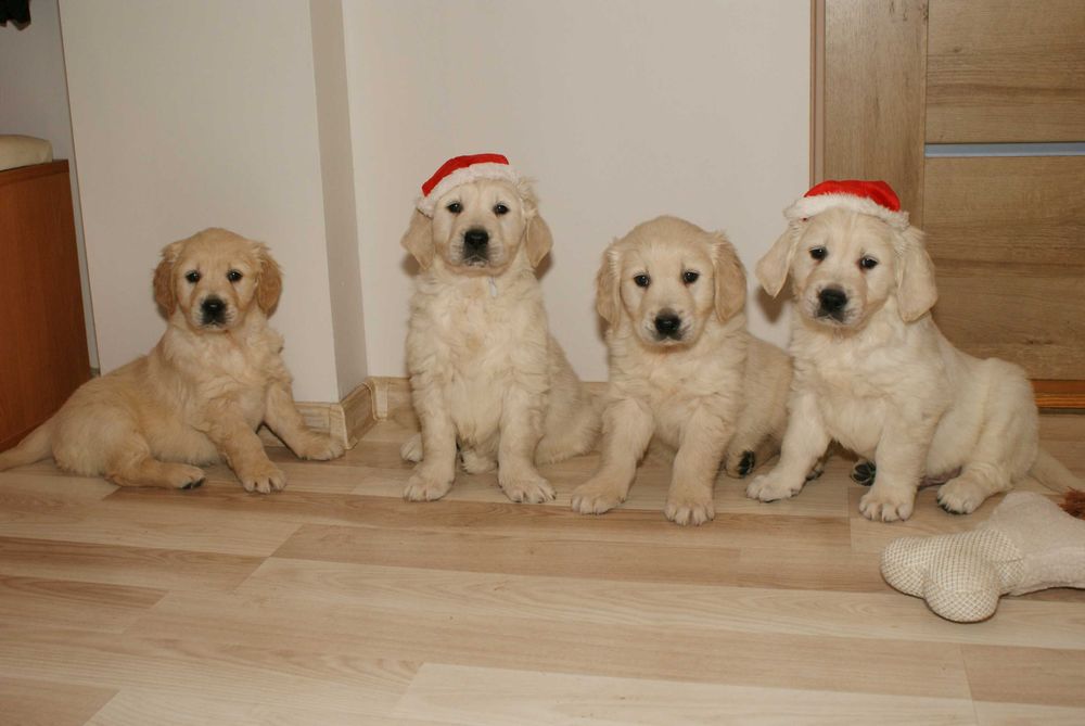 Przepiękne szczenię Golden Retriever FCI !!