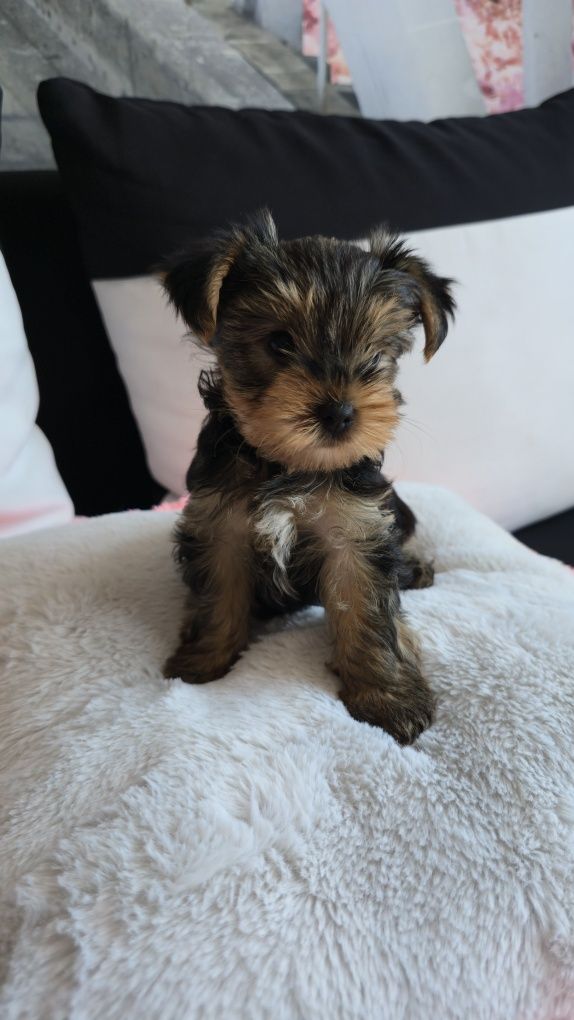 Yorkshire terrier piesek Leo