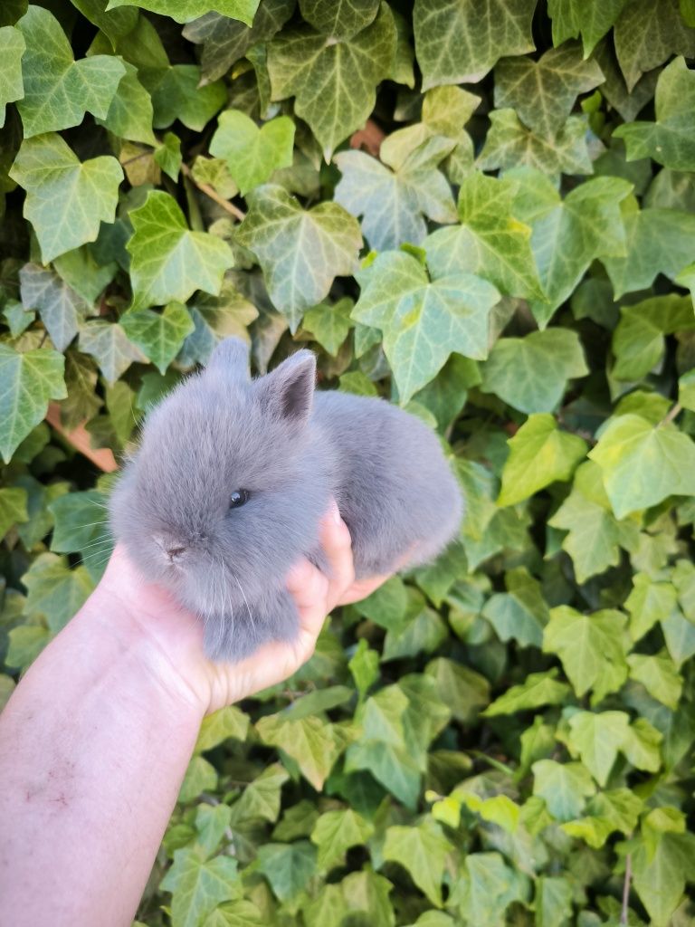 Króliczek Karzełek puszysty mini króliki
