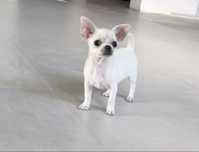 Chihuahua pies ZKwP FCI