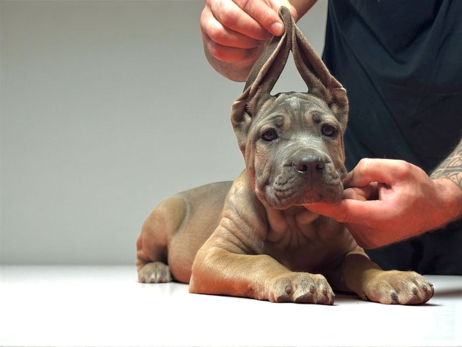 Szczeniak Cane Corso Italiano FCI