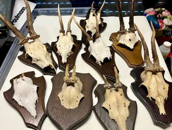 Coleção particular de troféus de caça