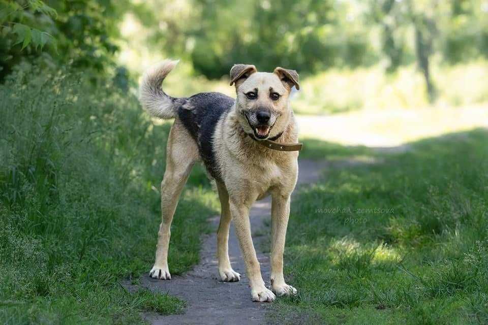 Класний пес у пошуках родини