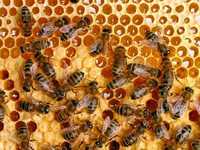 Продам Пасіку з бджолами, мед