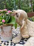 Cocker spaniel amerykański fci