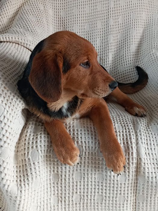 JASIO i MAŁGOSIA - dwa małe serca w drodze po swoją bajkę!