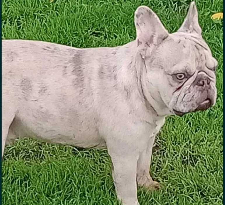 Buldog francuski samiec blue