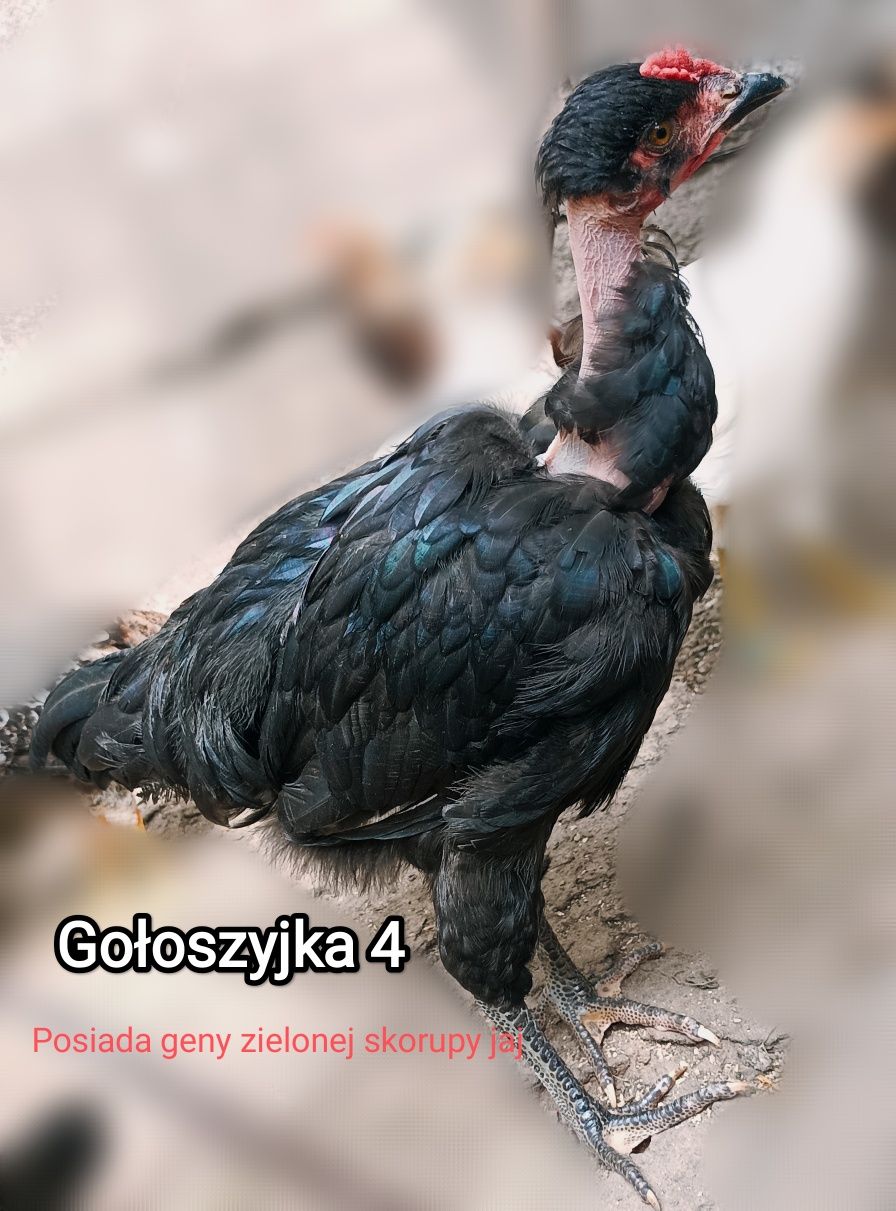 Koguty młode, araucan, gołoszyjka