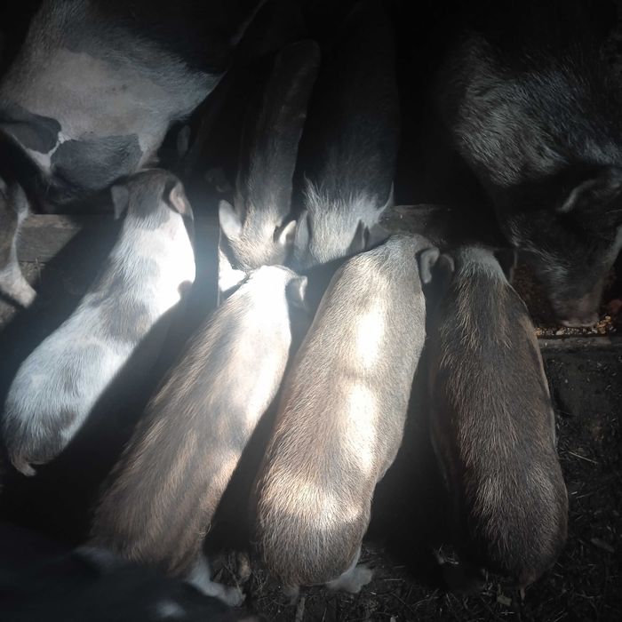 Поросята вєтнамські