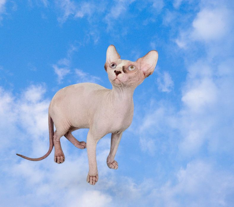 Кошенята різного віку. Ціни різні