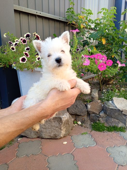 Вестики очаровашки