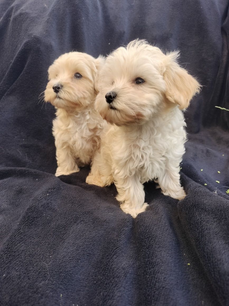 Maltipoo śliczny piesek