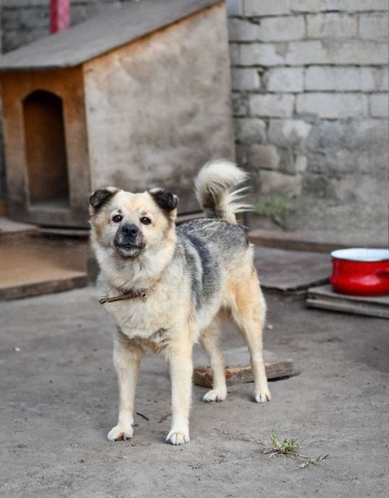 Отдам даром в добрые руки собачек