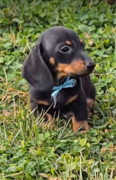 Teckel macho miniatura