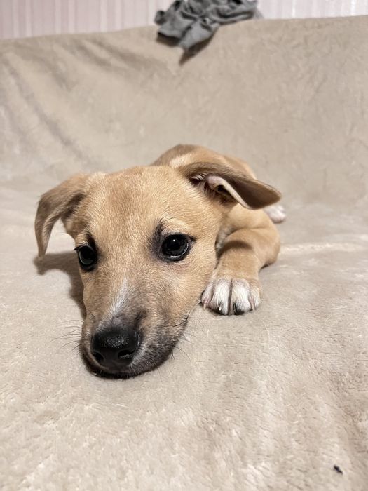 Хлопчик, дуже лагідний, орієнтований на людину в пошуках родини