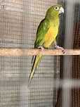 Ave filho de Conure verde e Aratinga Sol