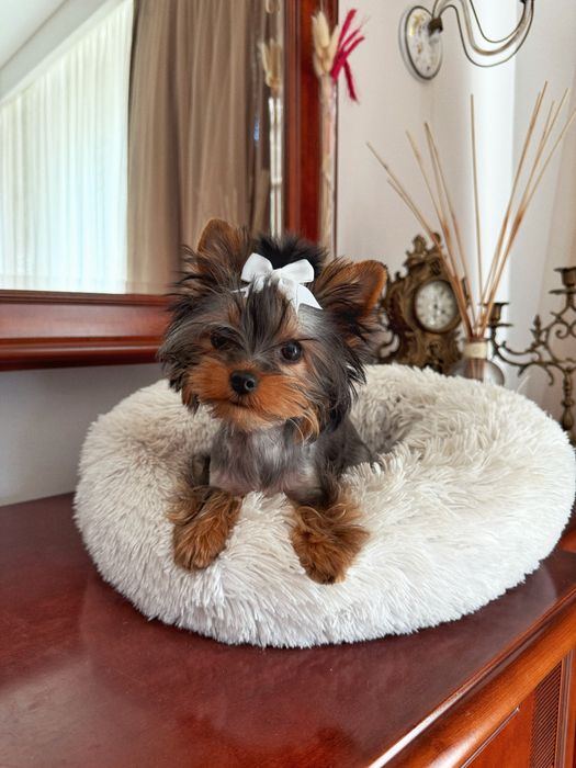 Йоркширський терʼєр віп ,дівчинка міні