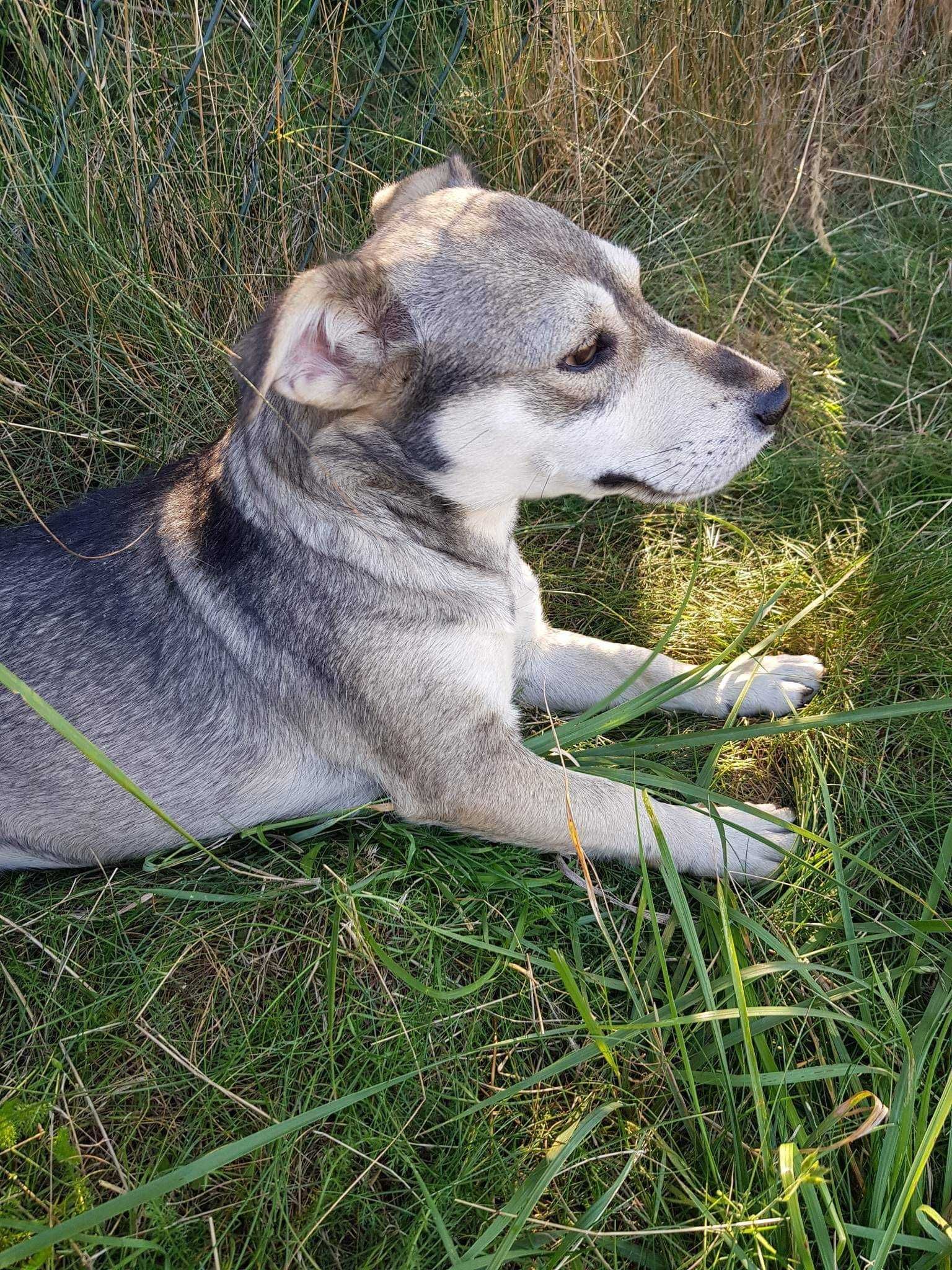 Figa poleca się do adopcji!!