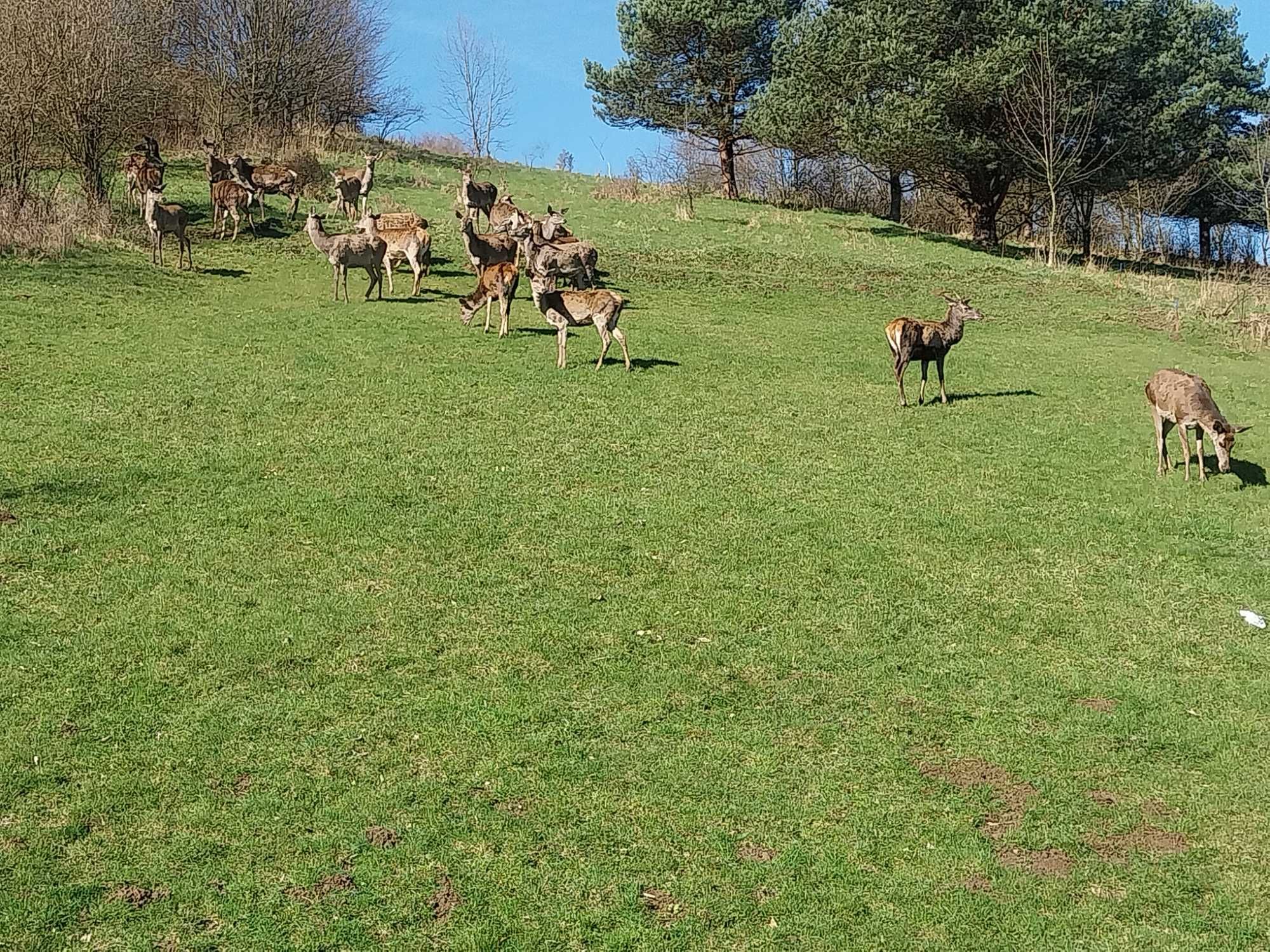 Domek nad Piwniczną całoroczny