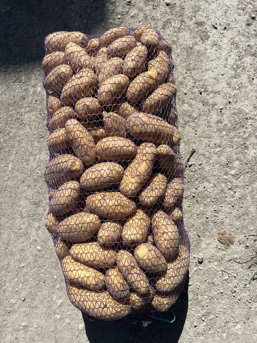 Картошка Лук КАПУСТА (КУБАНКА, БЕЛАРОСА, Королева Анна)