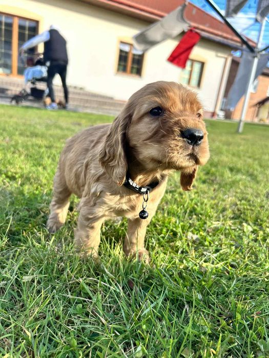 Cocker Spaniel Angielski- piesek