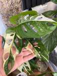 Monstera Adansonii Variegata