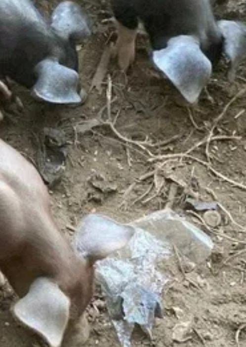 Vendo Leitões de campo