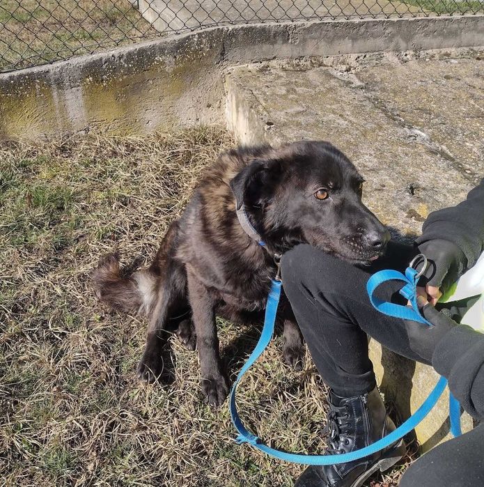 Czarny duży samiec o spokojnym charakterze