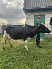 Продам корову за 3 телям тільна 2 місяці