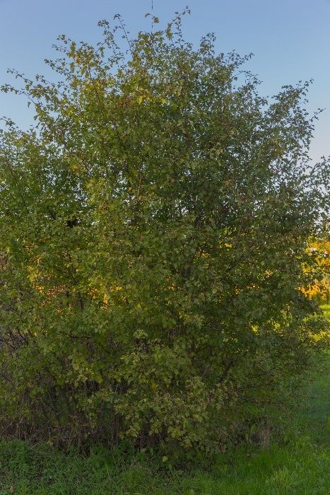 Głóg Jednoszyjkowy (Crataegus Monogyna) 90-120 cm, z gruntu