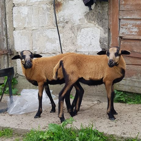 Mleko dla owiec jagniąt koźląt Dolfos OVI 10kg