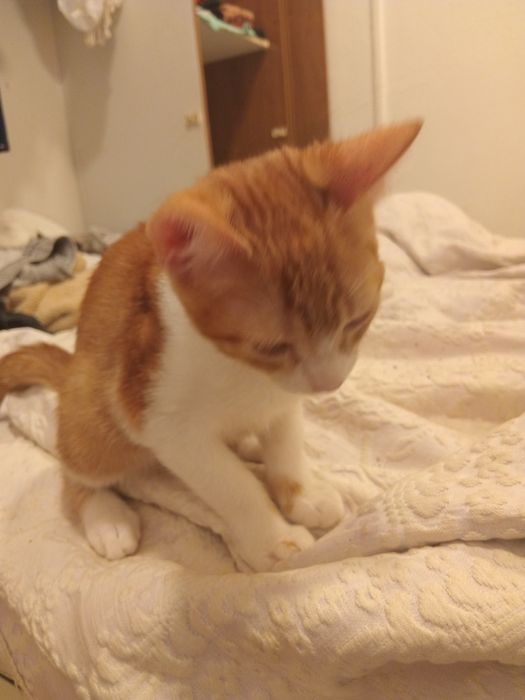 Adoção responsável